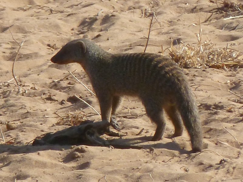 mangouste Chobe FP.jpg - Mangouste à Chobe